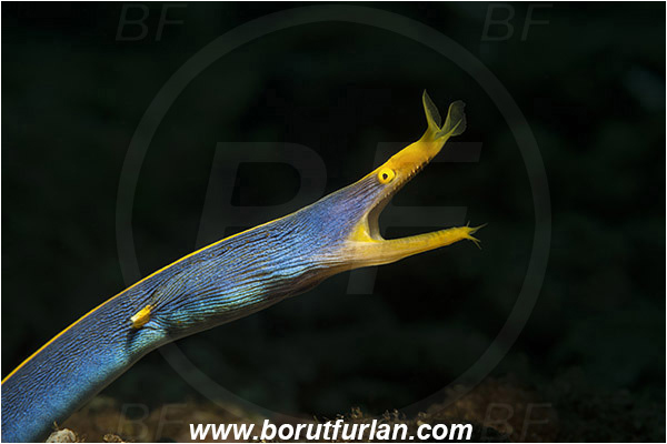 Pura, Alor, Indonesia, Rhinomuraena quaesita, Rhinomuraena, Muraenidae, Ribbon eel, Ribbon moray, Moray, Fish, Portrait