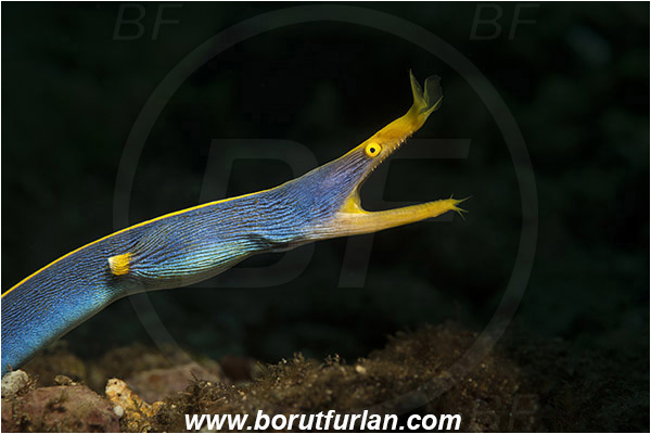 Pura, Alor, Indonesia, Rhinomuraena quaesita, Rhinomuraena, Muraenidae, Ribbon eel, Ribbon moray, Moray, Fish, Portrait