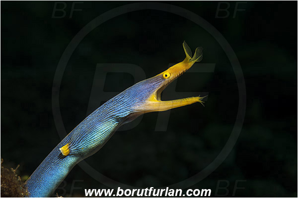 Pura, Alor, Indonesia, Rhinomuraena quaesita, Rhinomuraena, Muraenidae, Ribbon eel, Ribbon moray, Moray, Fish, Portrait