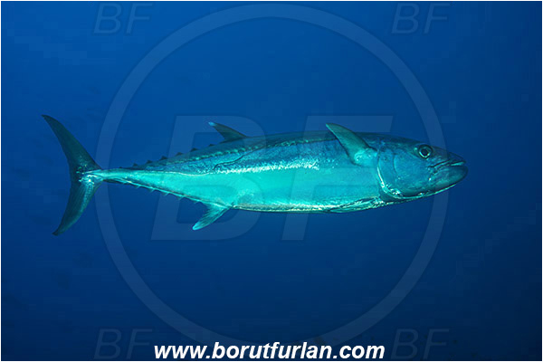 Alor, Indonesia, Gymnosarda unicolor, Gymnosarda, Scombridae, Dogtooth Tuna, Tuna, Fish
