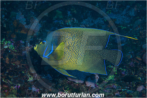 Alor, Indonesia, Pomacanthus semicirculatus, Pomacanthus, Pomacanthidae, Semicircle Angelfish, Koran angelfish, Angelfish, Fish