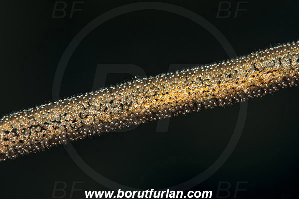 Pantar, Alor, Indonesia, Gobiidae, Fish eggs, Eggs