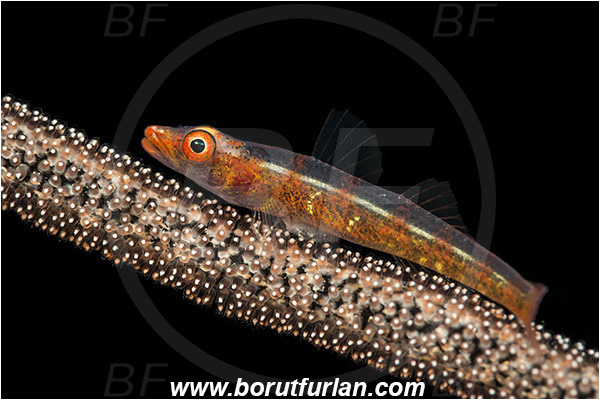 Pantar, Alor, Indonesia, Pleurosicya mossambica, Pleurosicya, Ghost goby, Goby, Fish, Gobiidae, Fish eggs, Eggs