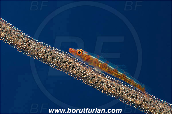 Pantar, Alor, Indonesia, Pleurosicya mossambica, Pleurosicya, Ghost goby, Goby, Fish, Gobiidae, Fish eggs, Eggs