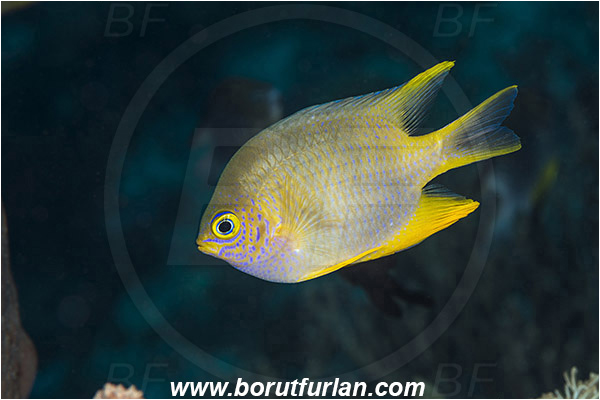 Pantar, Alor, Indonesia, Amblyglyphidodon aureus, Amblyglyphidodon, Pomacentridae, Golden damselfish, Damselfish, Fish