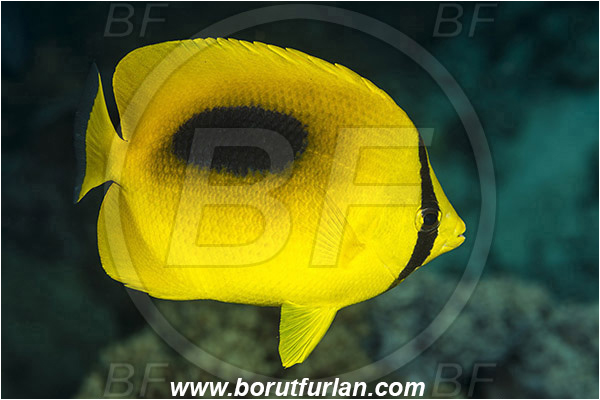Pantar, Alor, Indonesia, Chaetodon speculum, Chaetodon, Chaetodontidae, Mirror Butterflyfish, Butterflyfish, Fish