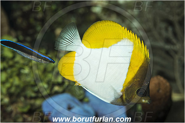 Pura, Alor, Indonesia, Hemitaurichthys polylepis, Hemitaurichthys, Chaetodontidae, Yellow Pyramid Butterflyfish, Butterflyfish, Fish, Labroides dimidiatus, Labroides, Labridae, Cleaner Wrasse, Wrasse, Cleaning