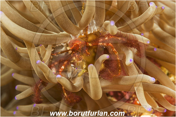 Pura, Alor, Indonesia, Achaeus japonicus, Achaeus, Inachidae, Orang-utan crab, Crab, Crustacea, Crustacean