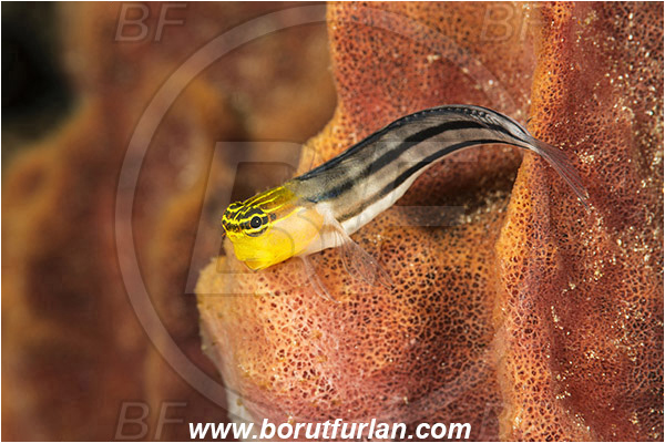 Pura, Alor, Indonesia, Ecsenius bathi, Ecsenius, Blenniidae, Bath