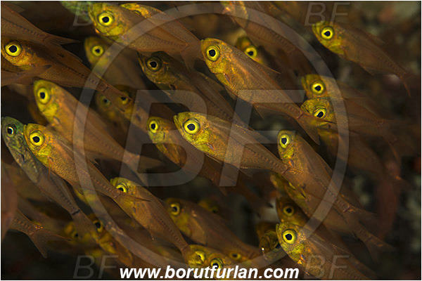Pura, Alor, Indonesia, Parapriacanthus ransonneti, Parapriacanthus, Pempheridae, Glassfish, Glassy sweeper, Sweeper, Fish, Fish school