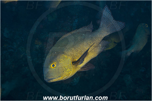 Pantar, Alor, Indonesia, Macolor macularis, Macolor, Lutjanidae, Midnight Snapper, Snapper, Fish