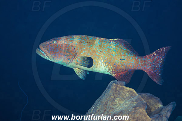Pantar, Alor, Indonesia, Plectropomus leopardus, Plectropomus, Serranidae, Leopard coral grouper, Coral trout, Grouper, Fish