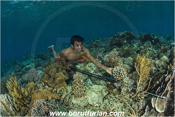 Pantar, Alor, Indonesia, Reef, Native diver, Native fisherman, Underwater fisherman, Speargun