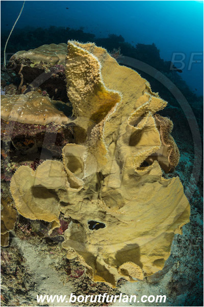 Pantar, Alor, Indonesia, Callyspongia sp., Callyspongia, Callyspongiidae, Porifera, Vase Sponge, Sponge, Reef