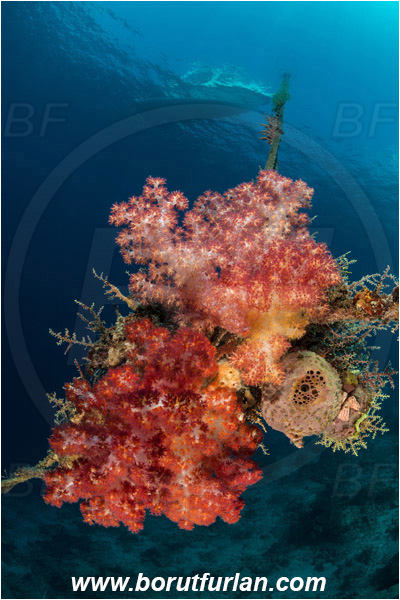 Pantar, Alor, Indonesia, Dendronephthya sp., Dendronephthya, Nephtheidae, Soft coral, Coral, Anthozoa, Cnidaria, Cnidarian, Reef, Rope, Boat