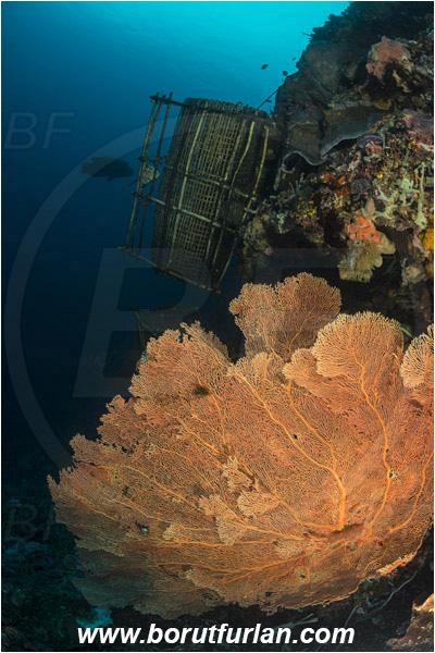 Pura, Alor, Indonesia, Annella mollis, Annella, Subergorgiidae, Gorgonian Sea Fan, Giant Sea Fan, Gorgonia, Anthozoa, Cnidaria, Cnidarian, Reef, Fish trap