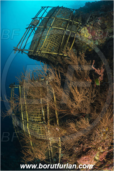 Pura, Alor, Indonesia, Reef, Fish trap
