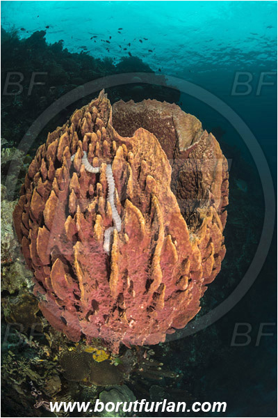 Pura, Alor, Indonesia, Xestospongia testudinaria, Xestospongia, Petrosiidae, Red Barrel Sponge, Sponge, Porifera, Reef