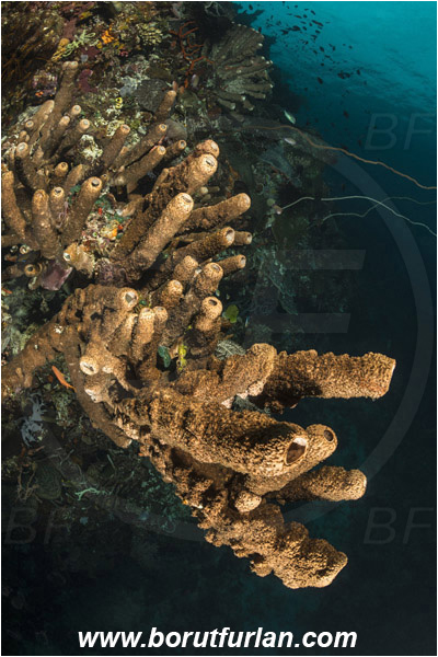 Pura, Alor, Indonesia, Diacarnus spinipoculum, Diacarnus, Podospongiidae, Sponge, Porifera, Reef, Wall