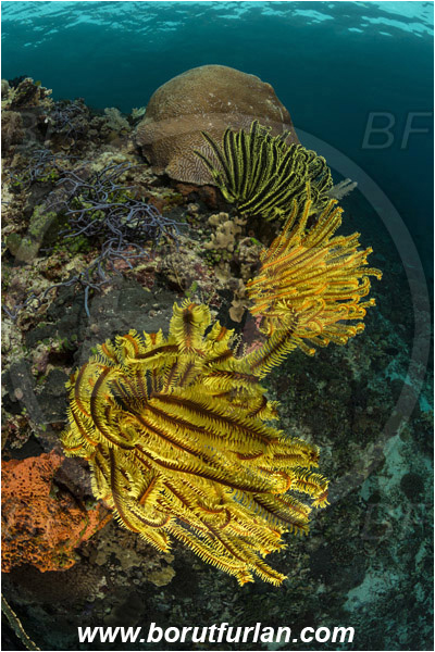 Pura, Alor, Indonesia, Crinoid, Crinoidea, Feather star, Echinodermata, Echinoderm, Reef