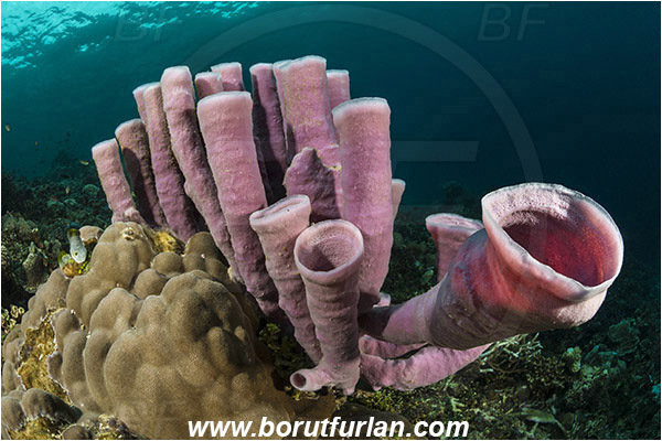 Pura, Alor, Indonesia, Kallypilidion sp., Kallypilidion, Chalinidae, Tube sponge, Sponge, Porifera, Reef