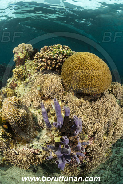 Pura, Alor, Indonesia, Kallypilidion sp., Kallypilidion, Chalinidae, Tube sponge, Sponge, Porifera, Sinularia sp., Sinularia, Alcyoniidae, Digitate leather coral, Leather coral, Xenia sp., Xenia, Xeniidae, Flower coral, Coral, Cnidaria, Cnidarian, Reef, Boat