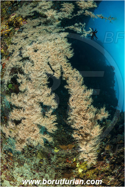 Pantar, Alor, Indonesia, Soft Coral, Cnidaria, Cnidarian, Reef, Unidentified