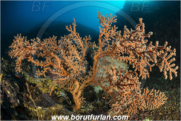 Pantar, Alor, Indonesia, Siphonogorgia sp., Siphonogorgia, Nidaliidae, Sea fan, Coral, Cnidaria, Cnidarian, Reef