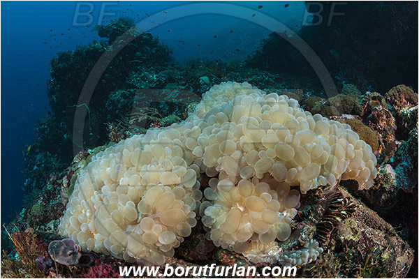 Pantar, Alor, Indonesia, Plerogyra sinuosa, Plerogyra, Scleractinia, Bubble coral, Coral, Cnidaria, Cnidarian, Reef