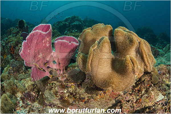 Pura, Alor, Indonesia, Ianthella basta, Ianthella, Ianthellidae, Porifera, Elephant ear sponge, Sponge, Sarcophyton sp., Sarcophyton, Alcyoniidae, Anthozoa, Cnidaria, Cnidarian, Mushroom Leather Coral, Leather Coral, Coral, Reef