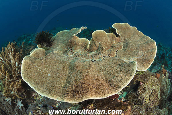 Pura, Alor, Indonesia, Montipora sp., Montipora, Acroporidae, Hard Coral, Coral, Anthozoa, Cnidaria, Cnidarian, Reef