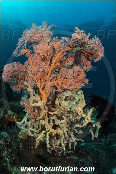 Pura, Alor, Indonesia, Melithaea sp., Melithaea, Melithaeidae, Sea fan, Coral, Cnidaria, Cnidarian, Reef