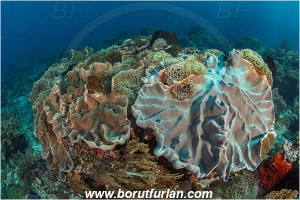 Pura, Alor, Indonesia, Lobophytum sp., Lobophytum, Alcyoniidae, Ridged leather coral, Leather coral, Coral, Anthozoa, Cnidaria, Cnidarian, Reef