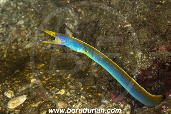 Lembeh strait, Sulawesi, Indonesia, Rhinomuraena quaesita, Rhinomuraena, Muraenidae, Ribbon eel, Ribbon moray, Moray, Fish, Portrait