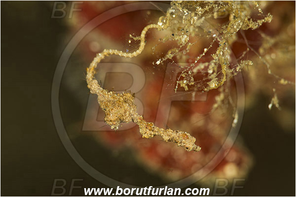 Lembeh strait, Sulawesi, Indonesia, Kyonemichthys rumengani, Kyonemichthys, Syngnathidae, Thread pipefish, Pipefish, Fish