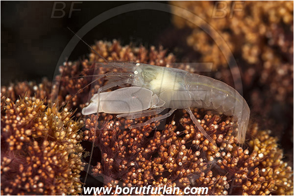 Lembeh strait, Sulawesi, Indonesia, Synalpheus neomeris, Synalpheus, Alpheidae, Decapoda, Soft coral snapping shrimp, Snapping shrimp, Shrimp, Crustacea, Crustacean