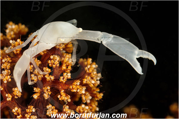 Lembeh strait, Sulawesi, Indonesia, Decapoda, Porcellanidae, Porcelain crab, Crab, Crustacea, Crustacean, Unidentified