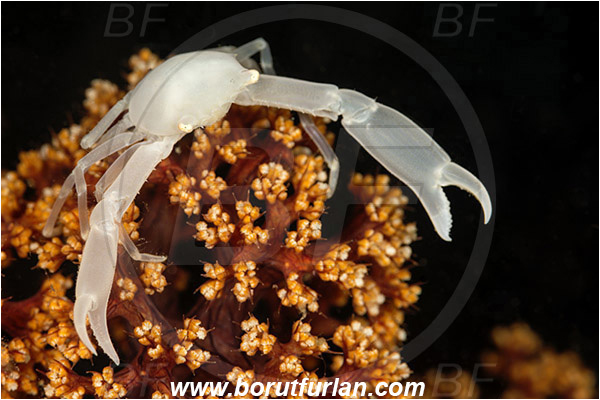 Lembeh strait, Sulawesi, Indonesia, Decapoda, Porcellanidae, Porcelain crab, Crab, Crustacea, Crustacean, Unidentified