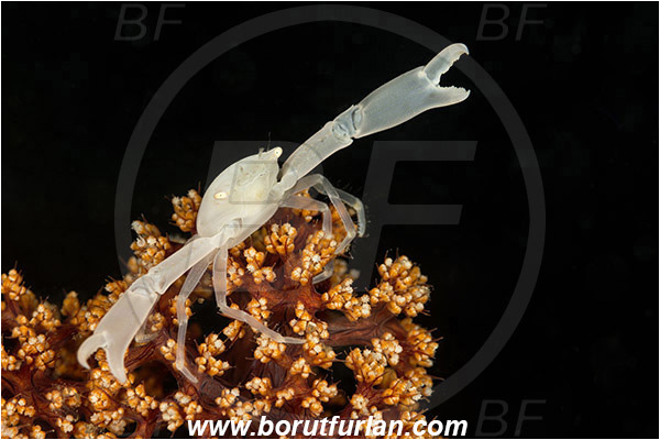 Lembeh strait, Sulawesi, Indonesia, Decapoda, Porcellanidae, Porcelain crab, Crab, Crustacea, Crustacean, Unidentified