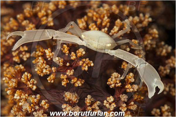 Lembeh strait, Sulawesi, Indonesia, Decapoda, Porcellanidae, Porcelain crab, Crab, Crustacea, Crustacean, Unidentified