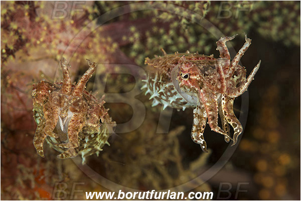 Lembeh strait, Sulawesi, Indonesia, Sepiidae, Cephalopoda, Mollusca, Mollusc, Cuttlefish, Unidentified