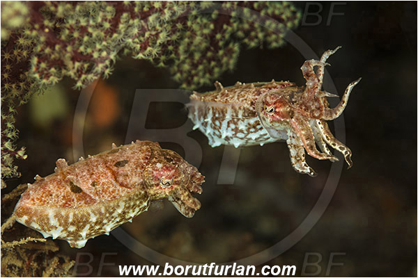 Lembeh strait, Sulawesi, Indonesia, Sepiidae, Cephalopoda, Mollusca, Mollusc, Cuttlefish, Unidentified