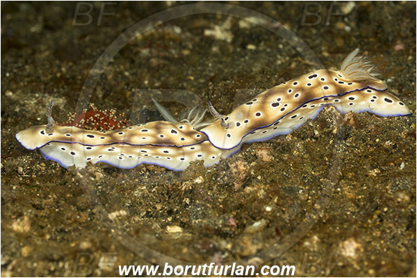 Lembeh strait, Sulawesi, Indonesia, Risbecia tryoni, Risbecia, Chromodorididae, Risbecia nudibranch, Nudibranch, Sea slug, Gastropoda, Mollusca, Mollusc, Mating