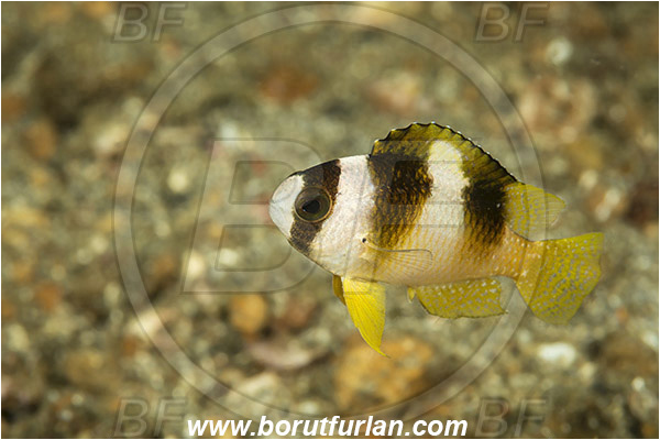 Lembeh strait, Sulawesi, Indonesia, Amblypomacentrus breviceps, Amblypomacentrus, Pomacentridae, Black-Banded Damselfish, Damselfish, Fish
