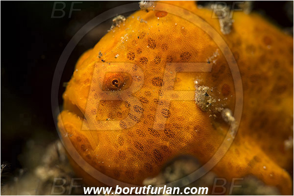 Lembeh strait, Sulawesi, Indonesia, Antennarius pictus, Antennarius, Antennariidae, Painted frogfish, Frogfish, Fish, Portrait