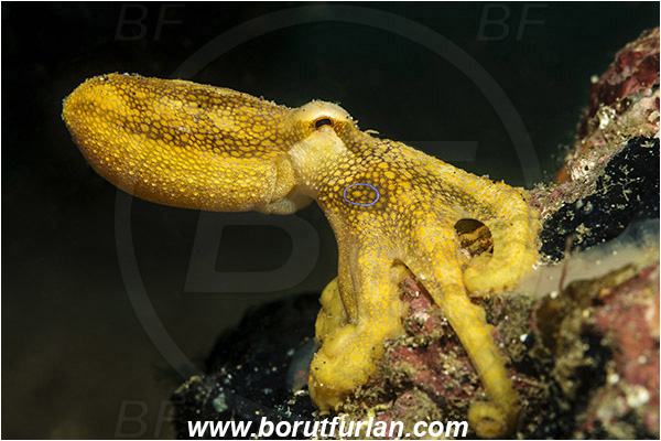 Lembeh strait, Sulawesi, Indonesia, Amphioctopus mototi, Amphioctopus, Octopodidae, Poison ocellate octopus, Octopus, Cephalopoda, Mollusca, Mollusc