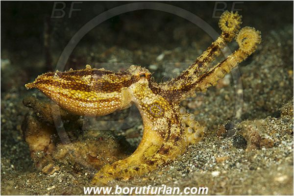 Lembeh strait, Sulawesi, Indonesia, Amphioctopus mototi, Amphioctopus, Octopodidae, Poison ocellate octopus, Octopus, Cephalopoda, Mollusca, Mollusc