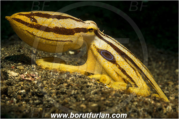 Lembeh strait, Sulawesi, Indonesia, Amphioctopus mototi, Amphioctopus, Octopodidae, Poison ocellate octopus, Octopus, Cephalopoda, Mollusca, Mollusc