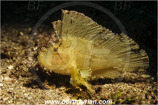 Lembeh strait, Sulawesi, Indonesia, Taenianotus triacanthus, Taenianotus, Scorpaenidae, Leaf Scorpionfish, Scorpionfish, Fish