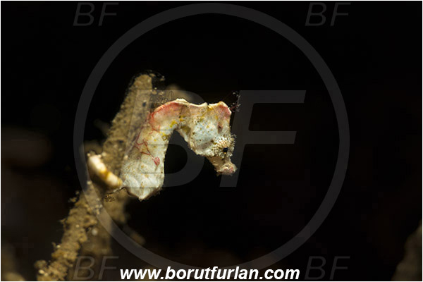 Lembeh strait, Sulawesi, Indonesia, Hippocampus pontohi, Hippocampus, Syngnathidae, Pontoh